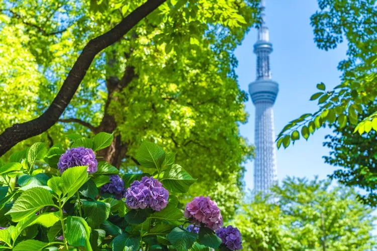 Ngắm cẩm tú cầu tại vườn Sumida